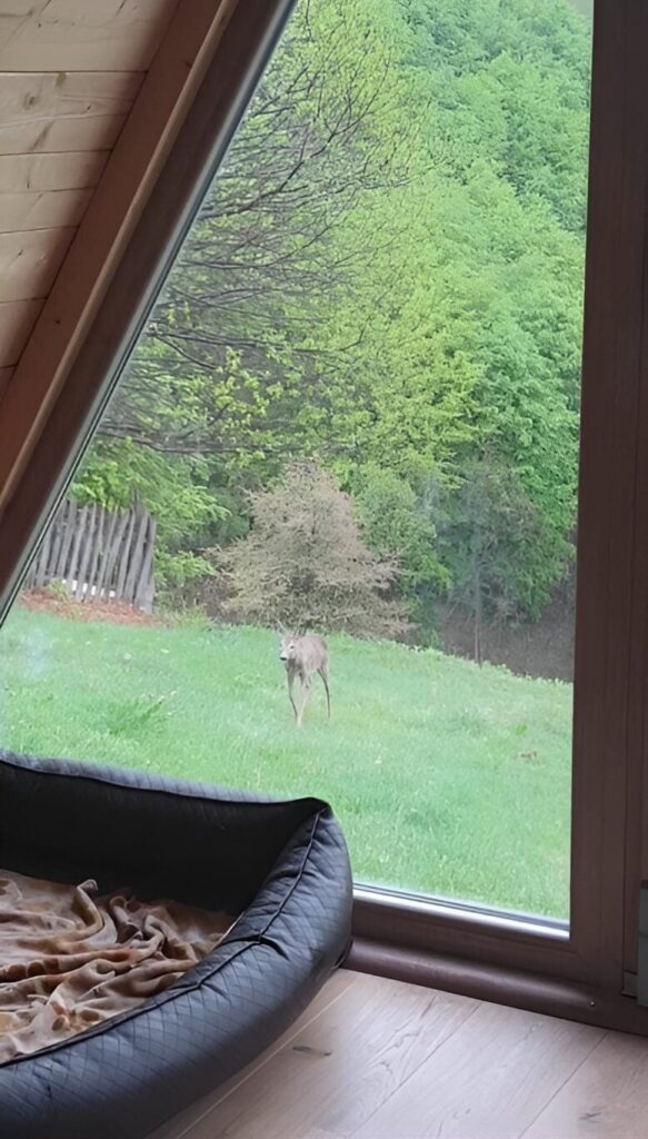 Srna koja je izašla iz šume i prilazi drvenoj A-frame kućici