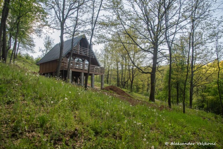 Drvena A-frame brvnara na stupovima okružena zelenom šumom i livadom s maslačcima