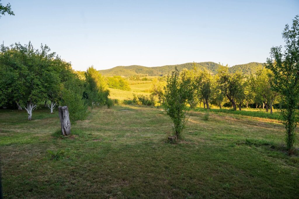 Zeleni voćnjak s travnjakom, drvećem i brežuljcima u pozadini obasjanim suncem